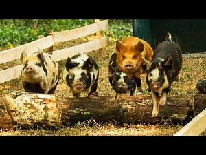 Pig Racing Revolution - Pig Commentator Joins the Races!