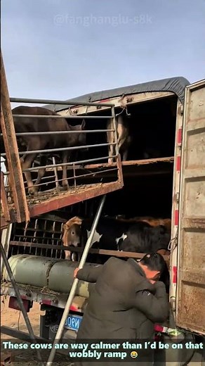 Cattle loading onto double-decker livestock truck