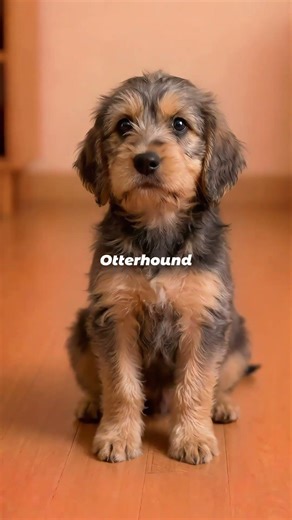 Otterhound | The Shaggy River-Master of Medieval England