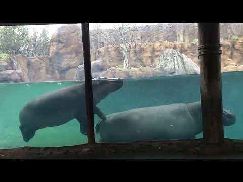 Birth Watch Begins for Baby Hippo