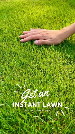 Looking for an instant lawn? Plant sod! If you have areas of your...