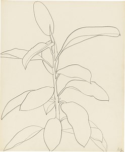 ELLSWORTH KELLY Plant Drawings | Matthew Marks Gallery
