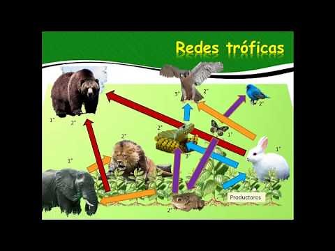 Transferencia de energia en los ecosistemas