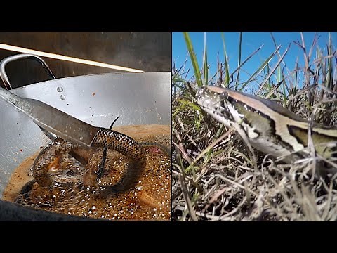 You Could Eat Python At Your Next Meal