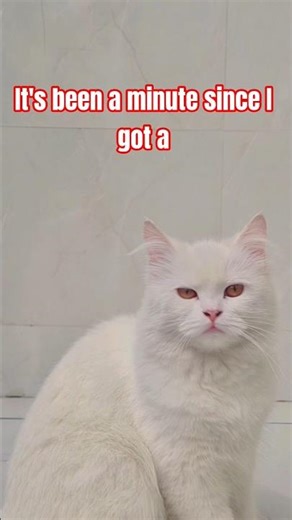 what are you doing bestie? 🤨 #catshorts #catvideos #funnycat #funny #meme #fyp #viralshort #bestie