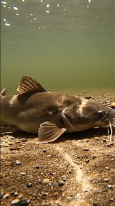 🔥 Amazing Mekong Fish Catch Fish Big Lake 290 2K - You Won't Believe This! ✨