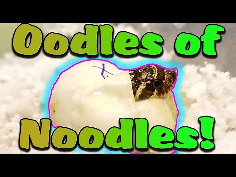 Baby Hognose Snakes Hatching!!! *Cuteness Overload*