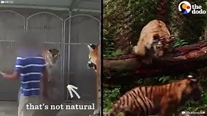 82K views · 8.4K reactions | Ten Reasons Not to Attend an Animal Circus https://www.peta.org/features/10-reasons-attend-circus/ Do You Enjoy the Circus? The Animals Don't https://odyssey.antiochsb.edu/features/social-justice/do-you-enjoy-the-circus-the-animals-dont/ | Animal Matters | Facebook