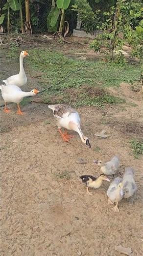 చెన్నై సంతనుండి తెచ్చిన ఈ విచత్రమైన బాతుపిల్లలు తోటలో వదిలాము🪿|| మన హంసలు వీటిల్ని బెదిరిస్తున్నాయి😂