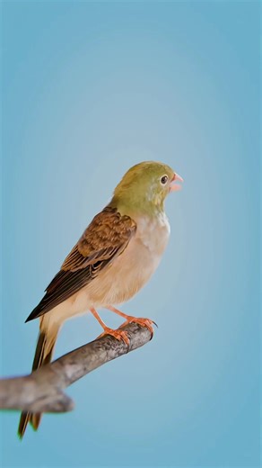 The World’s Most Controversial Dish 🕊️|#shortstory