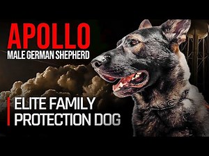 Elite Family Protection Dog | German Shepherd