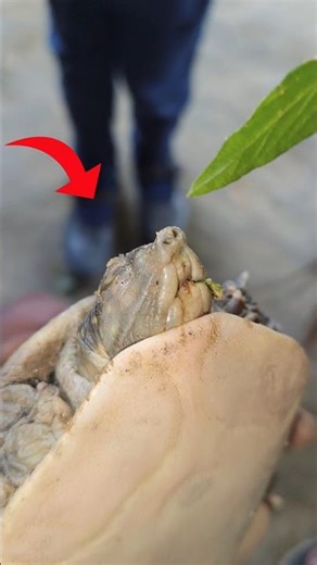 कछुए पर experiment 😀