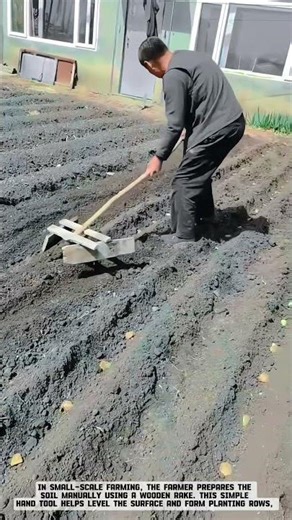 Preparing Soil Manually with a Wooden Rake in the Garden #smartfarming #agricultural