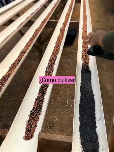 💬 Comenta “CILANTRO” si quieres más información 🌱 Cómo cultivar cilantro en casa paso a paso (fácil y sin gastar mucho) Aprende a sembrar cilantro en tubos PVC de forma sencilla, rápida y efectiva. Este método es ideal si quieres empezar en la hidroponía desde cero y producir tus propios alimentos en casa. Con este sistema puedes obtener plantas más sanas, raíces fuertes y un crecimiento más rápido sin necesidad de tierra. 💡 Perfecto para principiantes que quieren crear su huerto en casa 📘 T