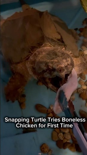Alligator Snapping Turtle Tries Boneless Chicken for First Time 😱#shorts #turtle