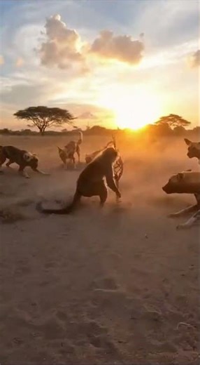 1 Baboon vs 20 Dogs: Who Wins This Fight? #baboon #vs #wild