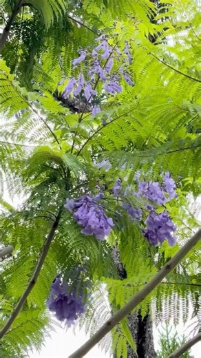 世界三大花木のジャカランダ が開花し始めています‼ #咲くやこの花館 #咲くや開花情報 #植物園 #ジャカランダ #世界三大花木 #紫雲木