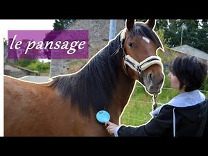 Routine pansage de mes chevaux