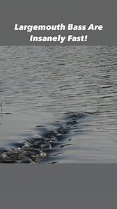 He tracked the fish in mid-air! | The Fish Whisperer
