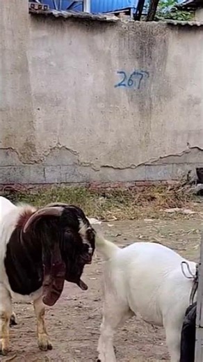 Baby Goats Playing – So Cute60