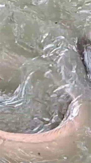 #Look closely, are these fish really this big? And there are so many of them! #Please subscribe!