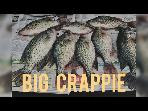CRAPPIE and BLUEGILL FISHING for SLABS with CRICKETS!