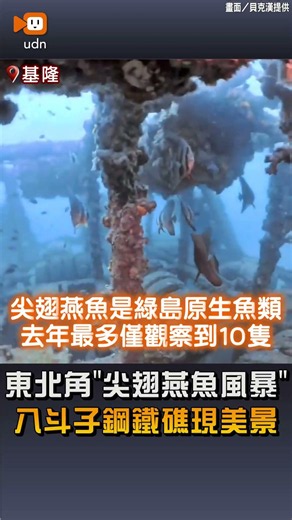 【生活】東北角「尖翅燕魚風暴」 八斗子鋼鐵礁現美景