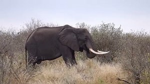 Watch as this goreous Elephant foraging for food in Kruger National Park, South Africa. #nature #amazing #wildlife #safari #animals | Wildest Kruger Sightings