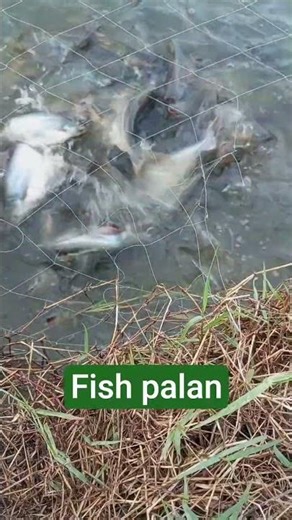 🌊 Machhali Palan ka complete process | Beginner to Pro #trending #ytshorts