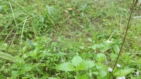 clip-3999214169-macro-web-weaving-spider-genus-argiope-eating-prey