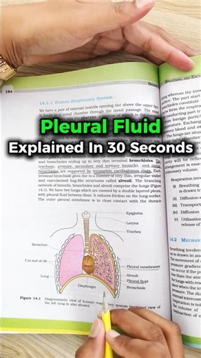 Pleural Fluid Explained in 30 Seconds | NEET Concept! #shorts #neetbiology