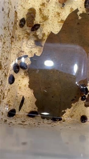 以前とったトウホクナガケシゲンゴロウ。沢山生息していた。顕微鏡使うの面倒くさいので写真はこれだけで。