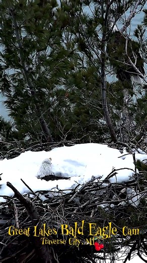 Bald Eagle Call Out from the Freezing Cold to Change Spots