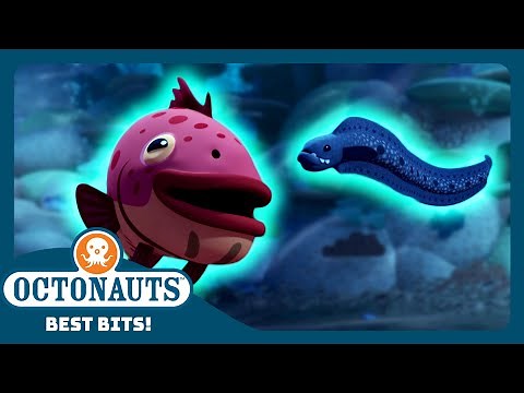 ‪@Octonauts‬ - 🐠 The Grouper Fish and Eels Agree to a Co-operative Hunt! 🪱 | Season 4 | Best Bits!