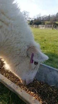 feeding #sheep #asmr #satisfying #smallholding #farming