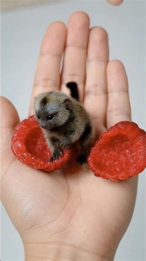 🍓 Tiny Animals POP Out of Berries! You Won’t Believe 😱 #animals
