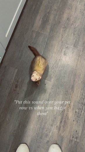 Life with My Beloved Ferret: A Journey of Love and Joy 🐾