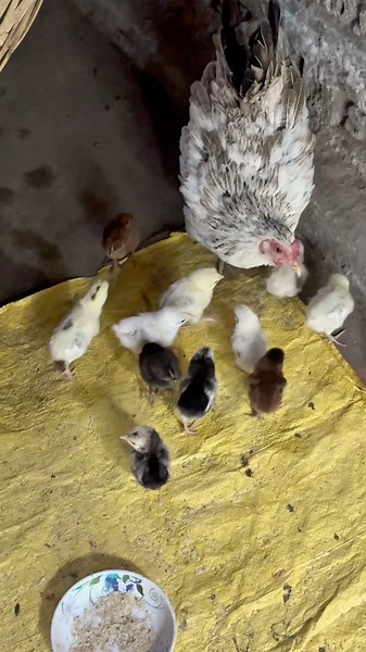 Easy Way to Tell Rooster from Hen Chicks | Poultry Farming Tips #farming #agriculture