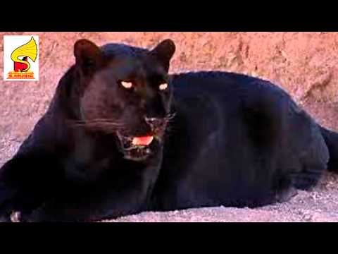 Black PANTHERS , Panther Roar Sound Effect and pictures = animal Sound for Children