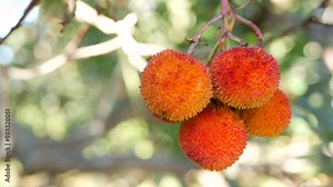 Strawberry tree or shrub ripe and unripe fruits, irish arbutus unedo harvest, cain or cane apple berries. California garden. Green leaves foliage. Mediterranean Europe flora, widespread in Ireland.