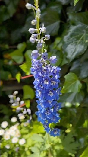 Cottage Garden Flower Must - Delphiniums. #cottagegarden #springflowers #delphinium