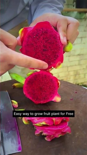 Easy way to grow fruit plant for Free #gardening