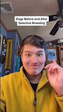 Dogs Before & After Selective Breeding (@historyfordummies) #shorts