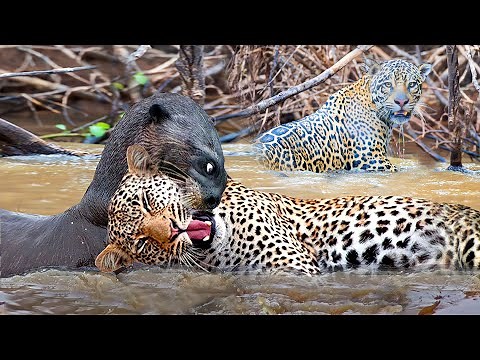 30 Animals Who Picked the Wrong Opponent!