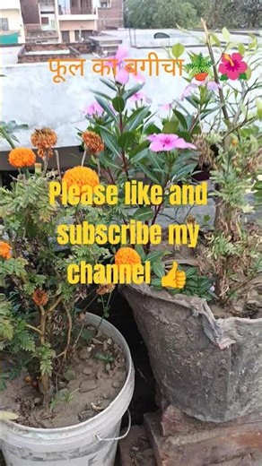 phul ka bagicha. #hamzavlogs111 #shortsfeed #ytshorts #flowers #viral #motivation