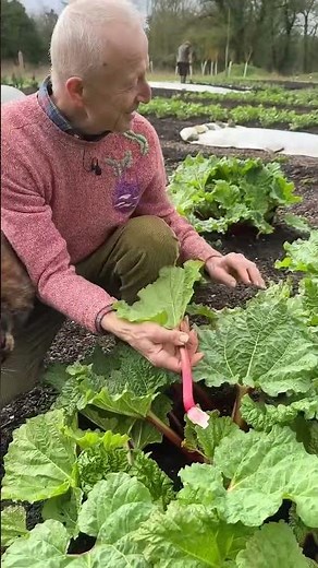Rhubarbe '26 – Récolte facile en février sans forçage ni bêchage