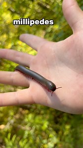 I found some really cool insects 🐛 | Tim in the Wild