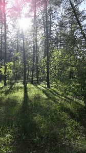 Walk Spring Forest Footage High Resolution Stock Footage Video (100% Royalty-free) 3783009757 | Shutterstock