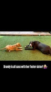 Adoptable Brandy is living her best puppy life while waiting for her forever home. This perfectly round pup is sassy, snuggly, and adorable! #adoptme | Stealing Hearts Rescue