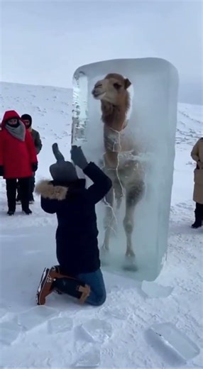 Frozen Camel Trapped in Ice… Then This Happened ❄️🐪